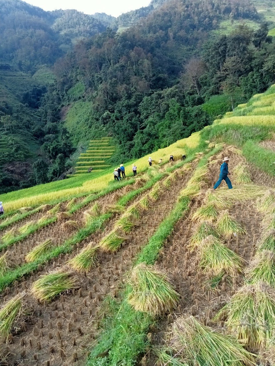 Gạo Khẩu Mang Mèo Vạc